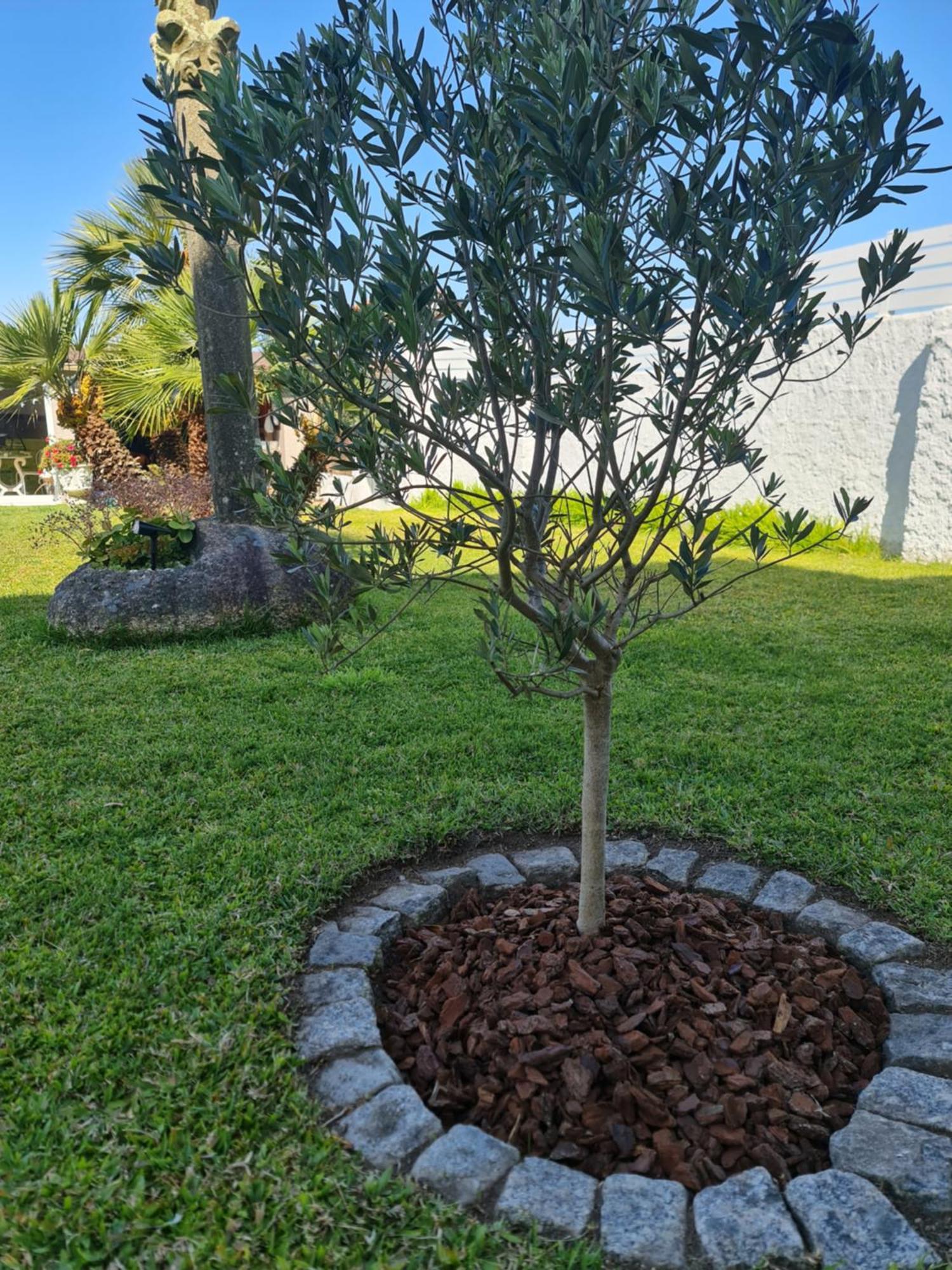 Casa A Pastora Guest House Cambados Ngoại thất bức ảnh
